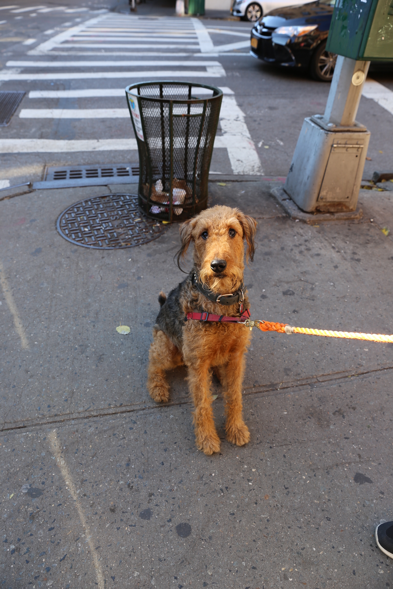 DOGS in NYC Ruth E. Hendricks Photography