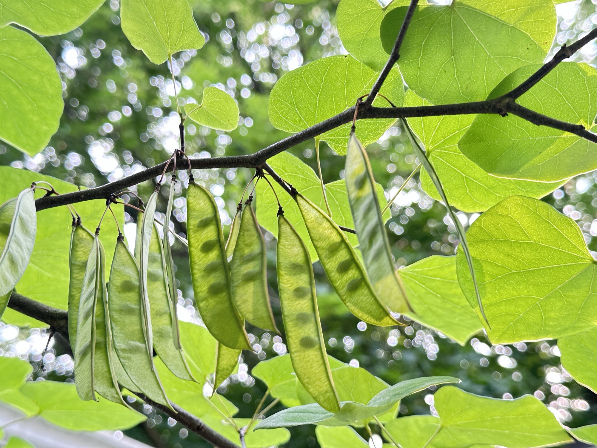 Redbud Tree Root System Potential Eastern Redbud Trees – Ruth E. Hendricks